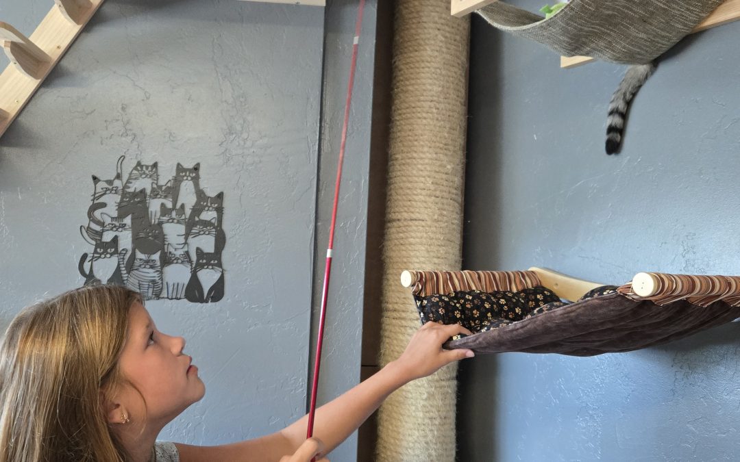 PURR-FECTION: Celebrating coffee, cats and community